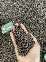 Poudre de poivre noir épicé cru séché du Vietnam, haute qualité, épices de premier choix en vrac, emballage personnalisé