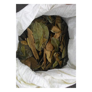 Vente en gros de feuilles de corossol naturelles et de poudre de feuilles de graviola - Product Image 4