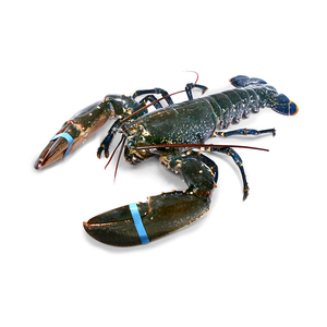 Prix d'usine pour homard entier cru, fourni pour l'approvisionnement en gros et le commerce de gros. - Product Image 2