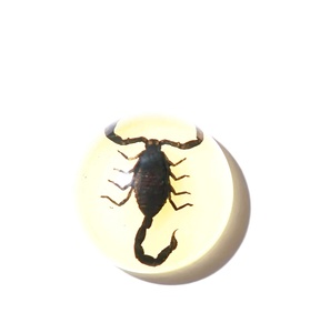 Cabujón de Plástico con Espécimen Real de Escorpión Negro, Redondo, 19x19 mm, Base Plana Brillante, para Manualidades y Joyería - Product Image 3