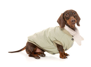 Chaquetas para mascotas con cuello redondo acanalado, ropa de diseño único estilo hip hop, ropa de moda para perros, ropa exterior, chaqueta acolchada y abrigos. - Product Image 4