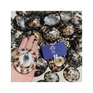Concha de Limpet Ecológica de Primera Calidad para Joyería, Manualidades y Decoración, Superficie Pulida, Forma Ovalada, Estilo Costero Único - Product Image 1