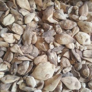 Alta calidad Colchicum dulce/Suranjan Shree - Product Image 1