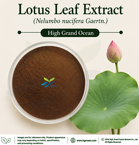 โรงงาน HGO จัดจำหน่ายสารสกัดจากใบบัว (Nelumbo nucifera Gaertn.) โดยตรง (อาหารเพื่อสุขภาพ เกรดอาหาร) อัตราส่วน 4:1 5:1 10:1 20:1 100:1 200:1 - Product Image 1