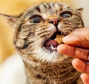 Golosinas para Gatos CATNIP, Alimento Seco Orgánico, Fórmula Alta en Proteínas, Ingredientes Naturales, Sin Granos, para Digestión Sensible, Piel y Pelaje - Product Image 5