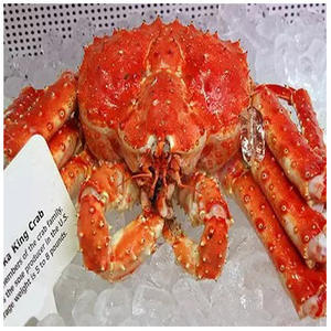 Venta al por mayor de cangrejos de caracol congelados de patas rojas de grado completo, cangrejos de lodo vivos, cangrejos reales rojos, venta a granel - Product Image 6