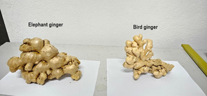 2025 Jeune récolte de gingembre du Vietnam Nouveaux produits à usage alimentaire Exportation personnalisée par le fournisseur-WhatsApp + 84362512699 - Product Image 4