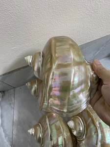 เปลือกหอยมาร์มาทาตัสธรรมชาติ 99 GOLD DATA ขัดเงาสีเขียว งานฝีมือทำมือ ทนทาน ของตกแต่งบ้าน ของที่ระลึก งานแต่งงาน งานฝีมือสำหรับธุรกิจ - Product Image 3