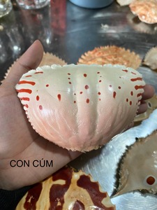 Carcasas de Cangrejo Naturales VIET DELTA, las Más Vendidas, para Decoración de Eventos y Centros de Mesa, Suministro en Grandes Cantidades, 2 Años de Duración - Product Image 3