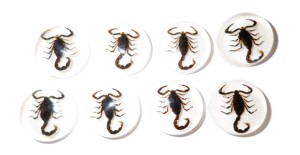 Scorpion noir, spécimen réel, cabochon en plastique rond 25x25 mm, fond plat blanc pour l'artisanat et la fabrication de bijoux - Product Image 5