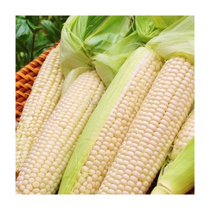 Maíz Blanco 100% Natural de Calidad para Consumo Humano y Alimentación Animal, Empaque Personalizado de Alta Calidad OEM - Product Image 5