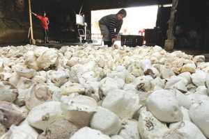 Gobelet en latex de caoutchouc naturel origine du Vietnam | Teneur élevée en ammoniac et prix compétitif - Product Image 5