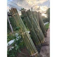Unique Design <b>Garden</b> Stakes Moso Bamboo Stick With Reasonable Price - Product Image 6