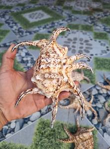 Coquille de pieuvre premium du Vietnam pour décoration nautique, ornement d'aquarium, fournitures d'artisanat, Vietnam - Product Image 3