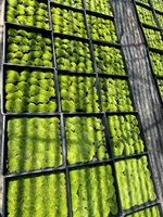 Özel Yapım Stabil Korunmuş Yosun Duvar Panelleri LED Ekran Dikdörtgen Şekil 40x20x10cm Çalı Sanatı Dekorasyonu CN