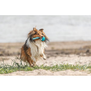 Pelota de nido de abeja con cuerda TPE 6 x 23 cm, juguete interactivo para mascotas - Product Image 6