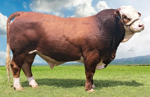 Ganado Simmentaler para Compra al por Mayor y Comercio Global B2B de Ganado - Product Image 2