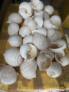 Concha de Atún Gigante de Vietnam con Manchas, 10-13 cm, Tesoro Natural del Océano para Decoración de Playa, Manualidades Marinas, Adorno de Acuario - Product Image 5