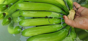 Banane Cavendish Tropicale - Qualité Premium, Fruits Frais du Vietnam, Pack de 13 kg, Haute Qualité et Prix Compétitifs - Product Image 3