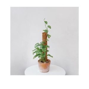 Varilla de Coco Deformable y Flexible para Plantas, Fibra de Coco para Uso en Interiores, Soporte para Plantas Trepadoras, Poste de Musgo en Forma de Varilla - Product Image 1