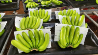 Verse Premium Groene Cavendish Banaan Tropisch Fruit Hele Stuk Uit Vietnam voor Detailhandel en Groothandel Japan Korea