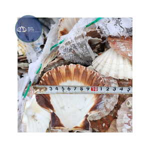 [ALTA CALIDAD] |   3 Piezas de Conchas de Caracol Pequeñas Multicolores para Manualidades y Decoración del Hogar, Suministros al por Mayor de Vietnam - Product Image 1