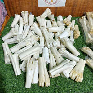Hueso de Pata de Búfalo Blanco Natural de Primera Calidad, en Forma de Media Caña, para Artesanías Vikingas y Tradicionales, al Mejor Precio - Product Image 5