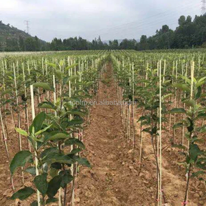 Fiberglass <b>Rod</b> for Agricultural Vineyard Grape Stake - Product Image 2