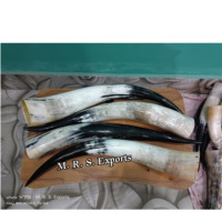 Cornes de bovin polies écologiques, cornes à boire vikings, cornes de bœuf, cornes médiévales de qualité alimentaire pour la consommation à des prix très avantageux