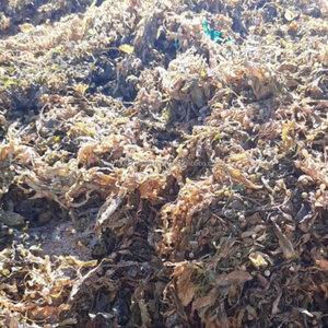 Algas Sargassum Secas 100% Puras de Binh Thuan, Vietnam, para Fertilizante y Alimento para Animales - KMI - Product Image 3