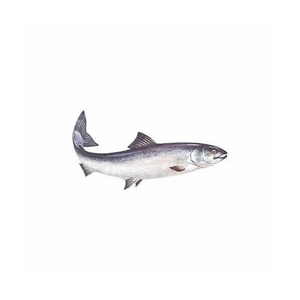 Filete de Salmón Congelado en el Mar, de Calidad Superior, Precio Bajo, Venta al Por Mayor - Product Image 5