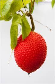 Fruta Gac Fresca de Vietnam – Calidad Premium, Rica en Nutrientes // Mr.Tom - Product Image 3