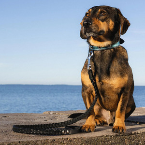 Wholesale Durable Leather <b>Braided</b> Dogs pet Collars crafted from genuine <b>braided</b> leather for long lasting reliability for sale - Product Image 6