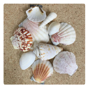 ชุดเปลือกหอยหลากหลายชนิดสำหรับตกแต่งตู้ปลาและใช้เป็นอุปกรณ์ประกอบฉากถ่ายภาพ - Product Image 4