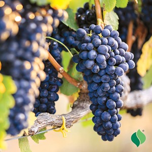 Raisins rouges frais de qualité supérieure, de saison, de type <span class=keywords><strong>Globe</strong></span> Garape, doux, d'Égypte, Crimson Shine, sans pépins, à vendre - Product Image 4