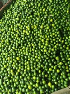 MEILLEUR VENDEUR FRUIT KUMQUAT VERT FRAIS DU VIETNAM - Product Image 6