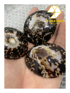 Concha de Limpet Redonda Pulida Decorativa y Ecológica con Temática Animal para Empaque de Regalos y Decoración del Hogar por 99 Gold Data - Product Image 5