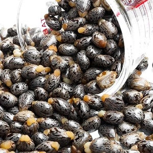 Fourniture en vrac de graines de ricin de qualité alimentaire cultivées et emballées en fûts par des fabricants et exportateurs indiens certifiés - Product Image 1