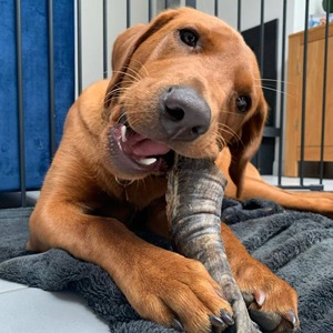 Friandises à mâcher pour chiens et chats en corne de buffle, écologiques, durables, de qualité supérieure, fabriquées à la main, exportées par ZF Global, usine indienne de cornes, emballage en carton - Product Image 2