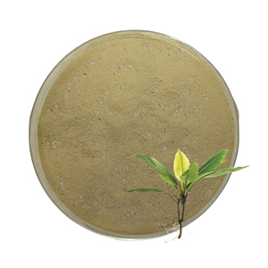 Extracto de Kacip Fatimah en Polvo de Primera Calidad, Halal, OEM, B2B, Mejor Proveedor Garantizado, Superventas, Hierba para la Salud y Vitalidad Femenina - Product Image 1