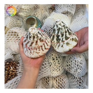 Coquilles d'œuf naturelles polies pour la décoration de la maison, grandes coquilles de cauris blanches, coquilles de Murex en gros pour la décoration - Product Image 6
