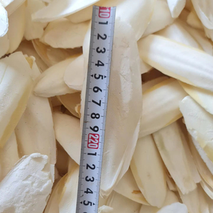 LOS MÁS VENDIDOS: Hueso de sepia seco / huesos de sepia secados de buena calidad directamente de fábrica - Product Image 1