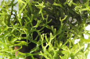Dried Orange Coral-like Seaweed Natural Organic Premium Quality Indonesian <b>for</b> Herbal Use - Product Image 2