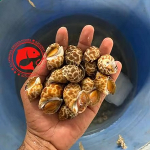 Escargots de mer surgelés de première qualité, coquilles nettoyées, texture ferme, qualité marine naturelle, emballage commercial idéal, origine Pakistan - Product Image 1