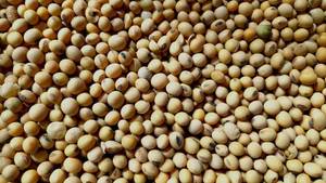 Soja non-OGM pour l'alimentation du bétail, alimentation animale à haute énergie, matière première de qualité alimentaire, emballage en vrac de 50 kg, vente en gros - Product Image 4