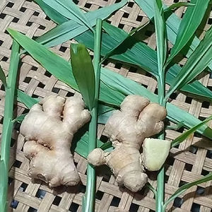 Gingembre Frais Biologique de Qualité Supérieure, Prix de Gros Exceptionnel, Gingembre Frais en Vrac, Légume Frais de Qualité Supérieure - Product Image 1