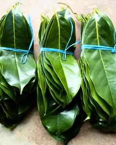 Dried Sousop Leaves Bundle Natural Culinary Herb Bundled with <b>String</b> Room Temperature Storage Organic Non Sugar Tea Bags - Product Image 1