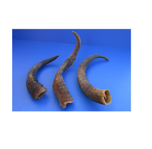 Cuerno de Cabra Natural, Cuerno de Cabra Indio para Masticar para Perros, Color Natural del Cuerno, Muestra Gratis - Product Image 4