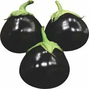 Semillas de Berenjena (Alicante) – aptas para cultivo agrícola - Product Image 1