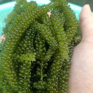 สาหร่ายทะเลอบแห้ง ราคาสุดคุ้ม สาหร่ายแห้งพรีเมียม รับผลิตแบบ OEM ODM เวียดนาม - Product Image 1